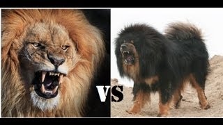 Mongolian Banhar strong as a Lion