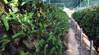 Vườn lan Ngọc điểm quy mô gia đình theo hướng kinh doanh