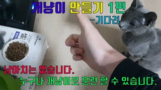 개냥이 만들기 1편 (개인기 훈련 방법)