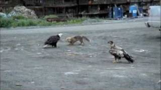 One fox, many eagles