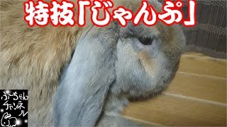 【ホーランド】#2：ついさっきのうさぎ【ロップ】