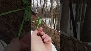 Знакомый поползень / A familiar nuthatch