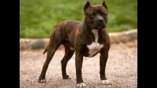 Все породы собак.Американский стаффордширский терьер (American Staffordshire Terrier)