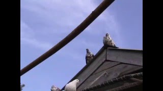 николаевские голуби Трегубенко Александра