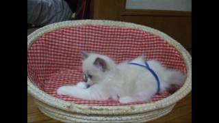 初めて子猫ララを見た時のレオ　　　　Reo saw Rara for the first time