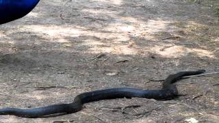 Peacock vs. Black Snake