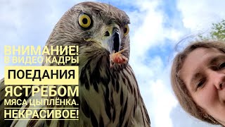 Как дела у ястреба-тетеревятника Клюквы? Вкусное дают! Линька продолжается