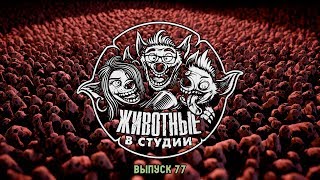 Подкаст «Животные в Cтудии». Выпуск 77. Кинжал и Коробочка