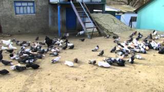 Николаевские голуби (002)