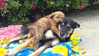 Hope for Paws found these pups living in a cave. Here they are at our foster home
