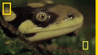 Animal Attack! "Deadly" Tiger Salamander on the Hunt | National Geographic