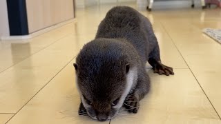 遠くにある好物に超高速で接近するカワウソという生物 Otter approaching a distant favorite at very high speed