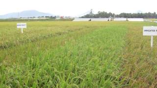 IRRI's rice germplasm products for various environments explained to RG6 participants