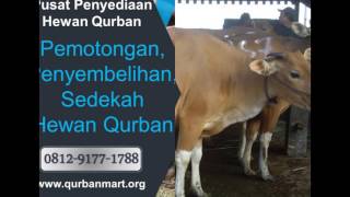 Pusat Hewan Qurban | Pusat Penjualan Hewan Qurban | 0853-5252-0801