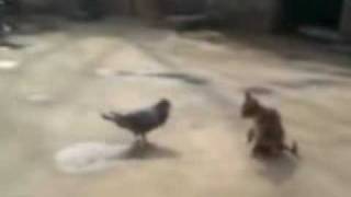 Epic Cat Fail !!!
