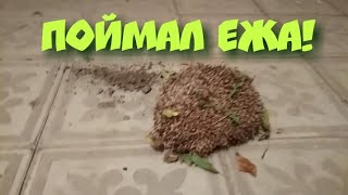 Мишка поймал ежа))