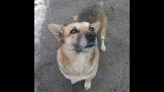 Настройка на благополучие и процветание с милыми питомцами