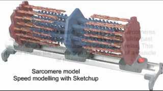 Sketchup Speed Modelling Sarcomere