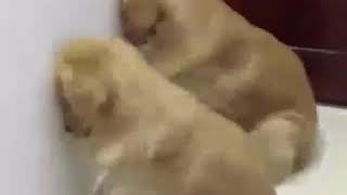 Собаки виноват  dogs interested