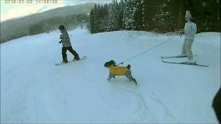 2019白馬さのさかワンコとスキー Skiing with a dog in HAKUBA SANOSAKA.