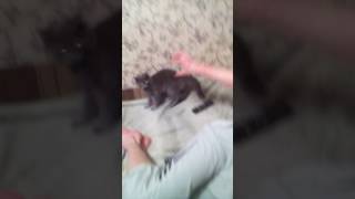 Дерзкий кот #1