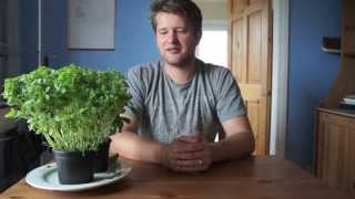 QuickTip: How To Care For Shop-Bought Basil Plants - TheCoolKitchen