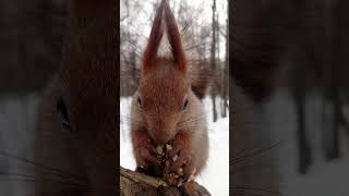Опять едим орешек / We're eating a nut again