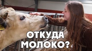 Вся Правда о Молоке: Откуда Оно Берётся?
