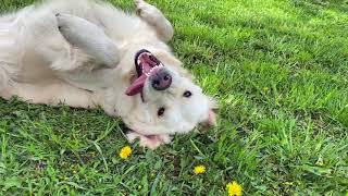 Ms. Alya Golden retriever had eaten too many dandelions. Аля объелась одуванчиков