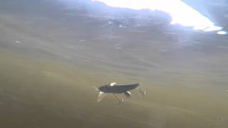 Megabass ZZ DAX