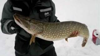 Ismetad gädda på 10,02 kg / Pike 22,09 lb