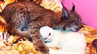 РЫСЬ ПЫТАЕТСЯ ВЕРНУТЬ КОШАЧИЙ ЗАПАХ КОТУ. Практическое применение чихуа и задача с цилиндром