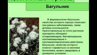 Багульник