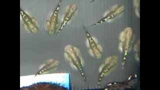 [高雄 山水水族量販] 提琴鼠