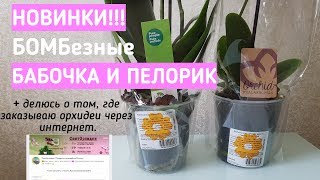 супер ОРХИДЕИ бабочка и пелорик из КАСТОРАМА и Леруа Мерлен orchid castorama leroy merlin orchids