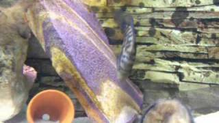 Jack Dempsey pair laying eggs