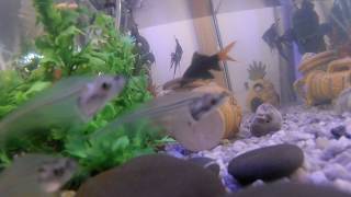 my fish
