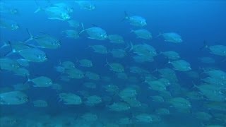 MAYOR TOM TATE Talks - Free diving in the Gold Coast Seaway