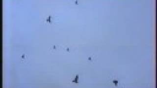 Gołębie - Pigeons - Голуби николаевские - часть 2