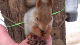 Опять молодые белки / Young squirrels again