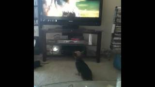 Little dog watch marmaduke