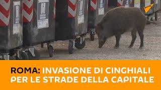 #Roma: invasione di #cinghiali per le strade della capitale