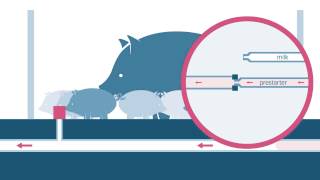 Culina Cup Line (English) - Coppens Animal Solutions