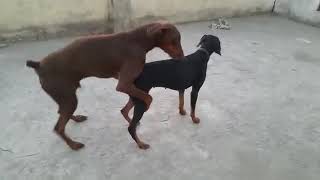 Doberman mating