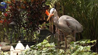 Heron Swallows Fish FYV