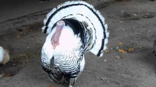 Lustige Truthahnrufe  |  Funny turkey sounds