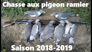 Chasse aux pigeon ramier dans le nord(59)saison 2018-2019