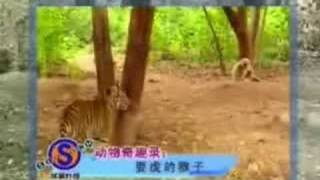 ninja monkey kicks tigers ass