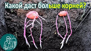 ???? Какие клубни картофеля дают корни до всходов? Картофель под землей Опыт выращивания Гордеевых