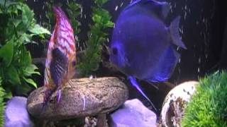 DISCUS AQUARIUM